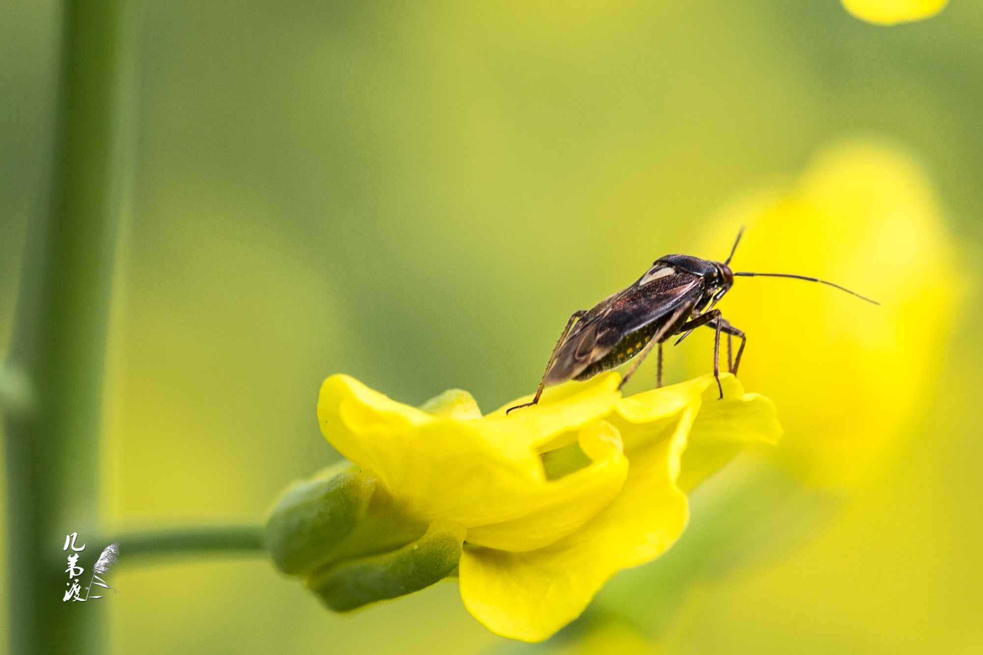 油菜花开满地金鹁鸠声里又春深