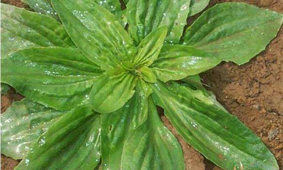 这种野草在农村随处可见,殊不知对痈肿疮毒有奇效|疮毒|野草|车前草