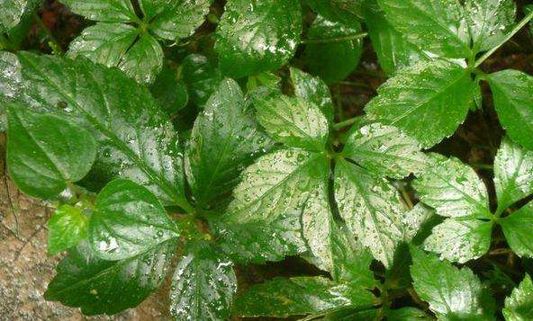 这是根据它所长出的叶子来区分的,有三叶的绞股蓝,还有五叶的绞股蓝