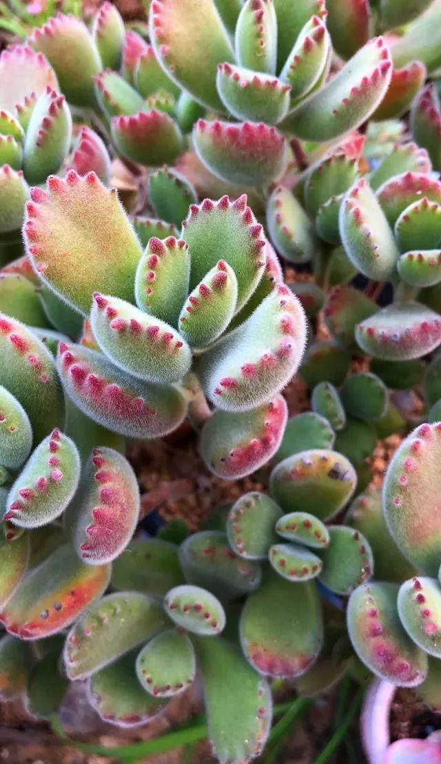 熊童子才到家,千万别大意过年逛花市,里面的多肉栽种比较粗糙,都是