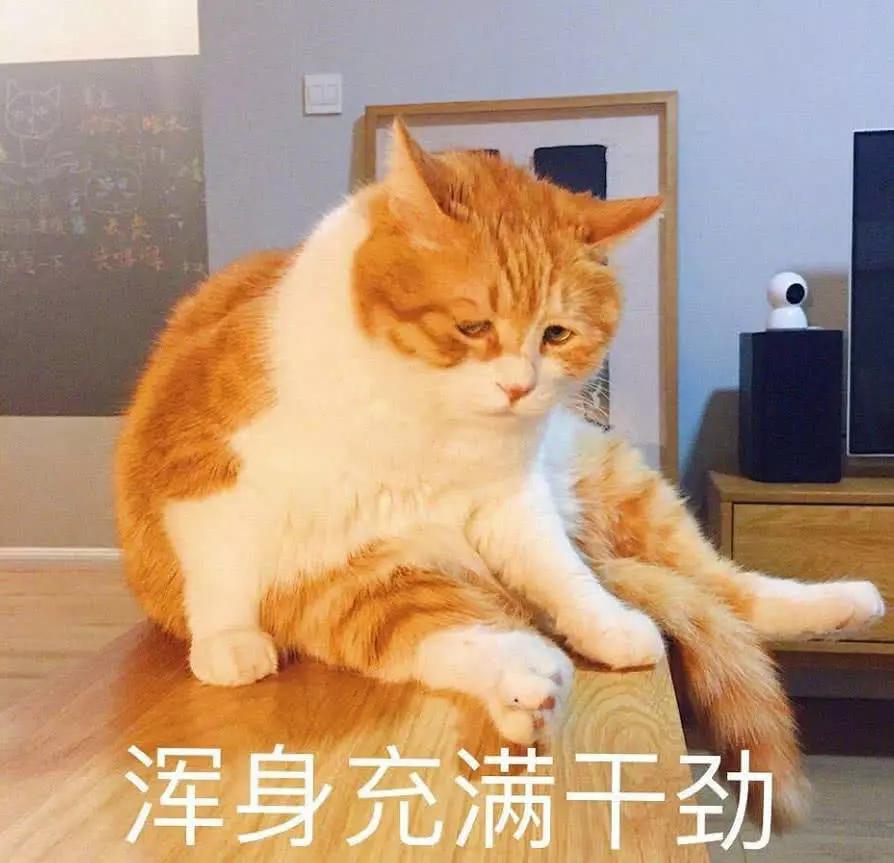 自从母猫生的小公主长大了,公猫活得好累:太粘老父亲了!