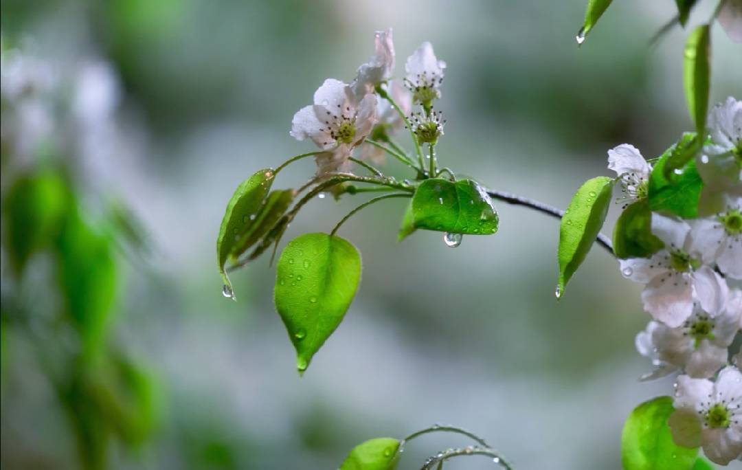 玉容寂寞泪阑干,梨花一枝春带雨 … ”|一枝春|阑干|梨花_新浪新闻