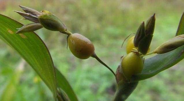 植物|农村|珠子_新浪新闻