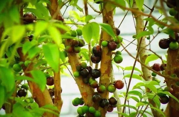 树干上的黑果子10年前200一斤现在不到15果树比果子销量大