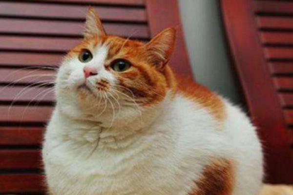 经常打猫后果很严重,可能会逼得它恨你,甚至形成不好的性格!|猫咪|性格|咬人_新浪新闻