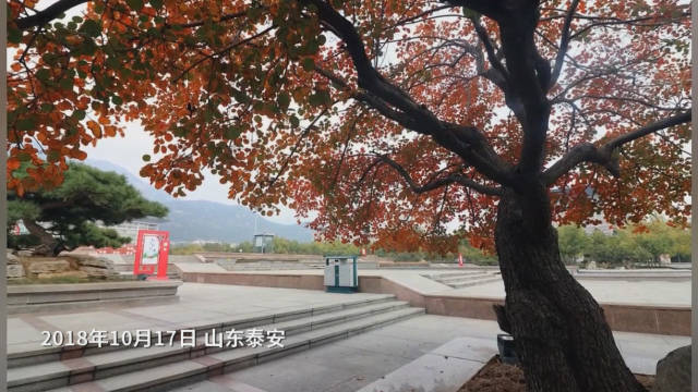 2018年10月17日,山东泰安,泰山广场秋意渐浓.