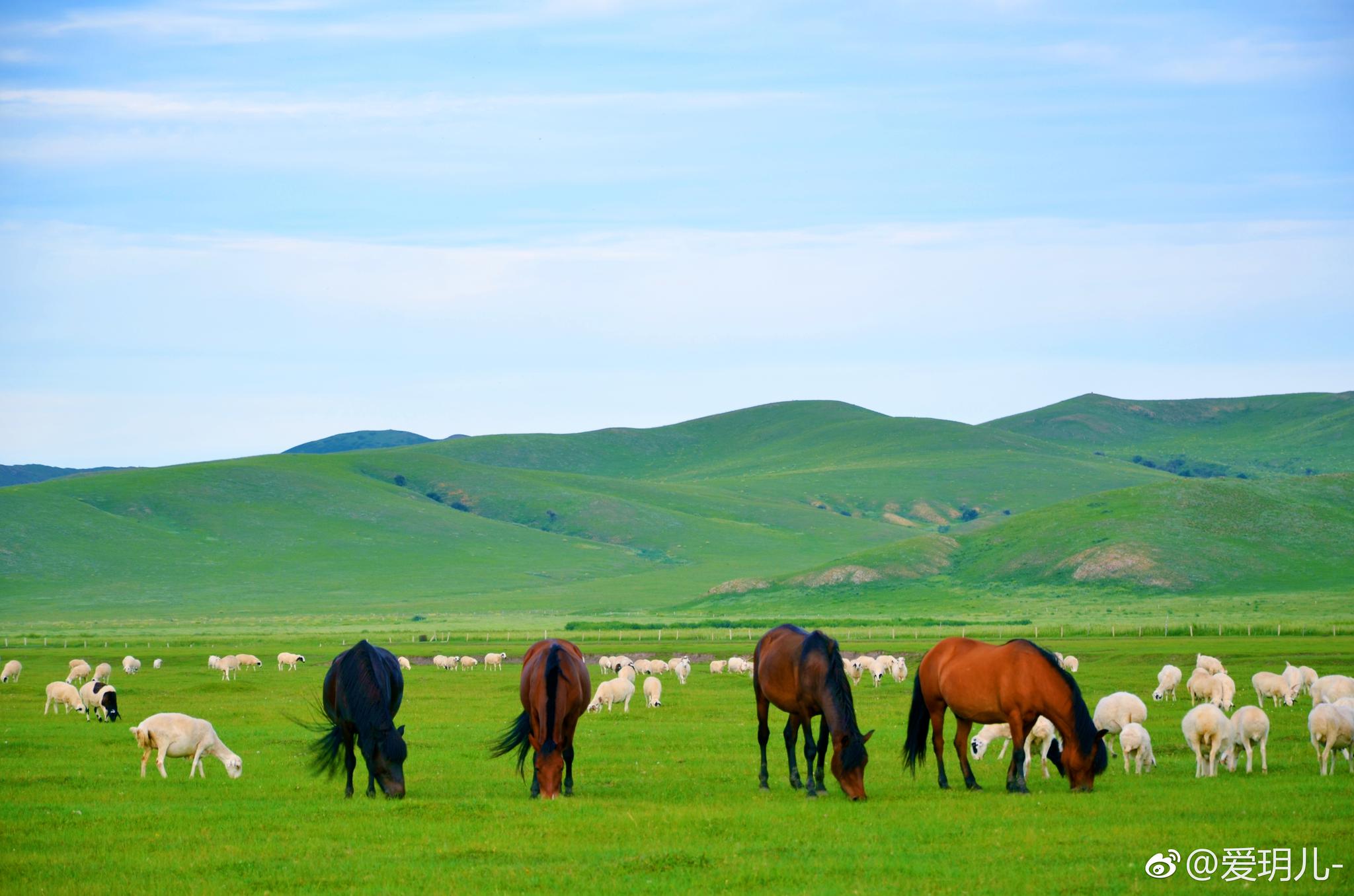 畅游坝上草原----蒙古马繁殖基地（22）-中关村在线摄影论坛