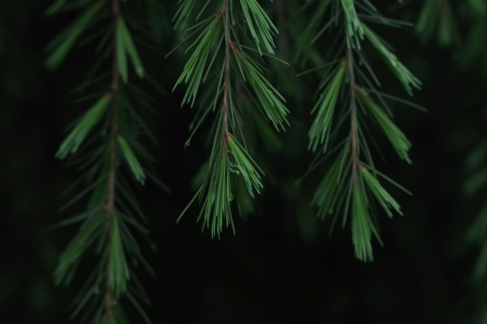 用宾得kp拍了一组护眼壁纸无水印原图放送