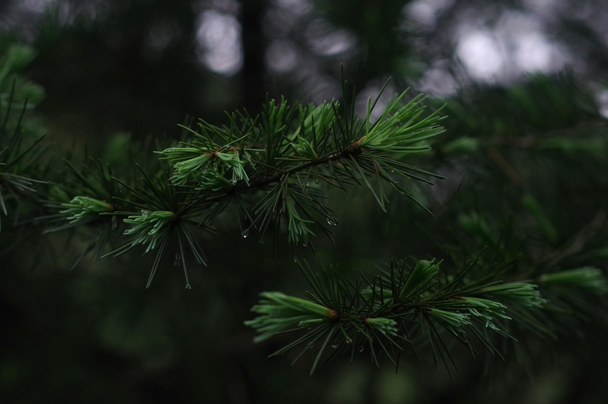 用宾得kp拍了一组护眼壁纸无水印原图放送