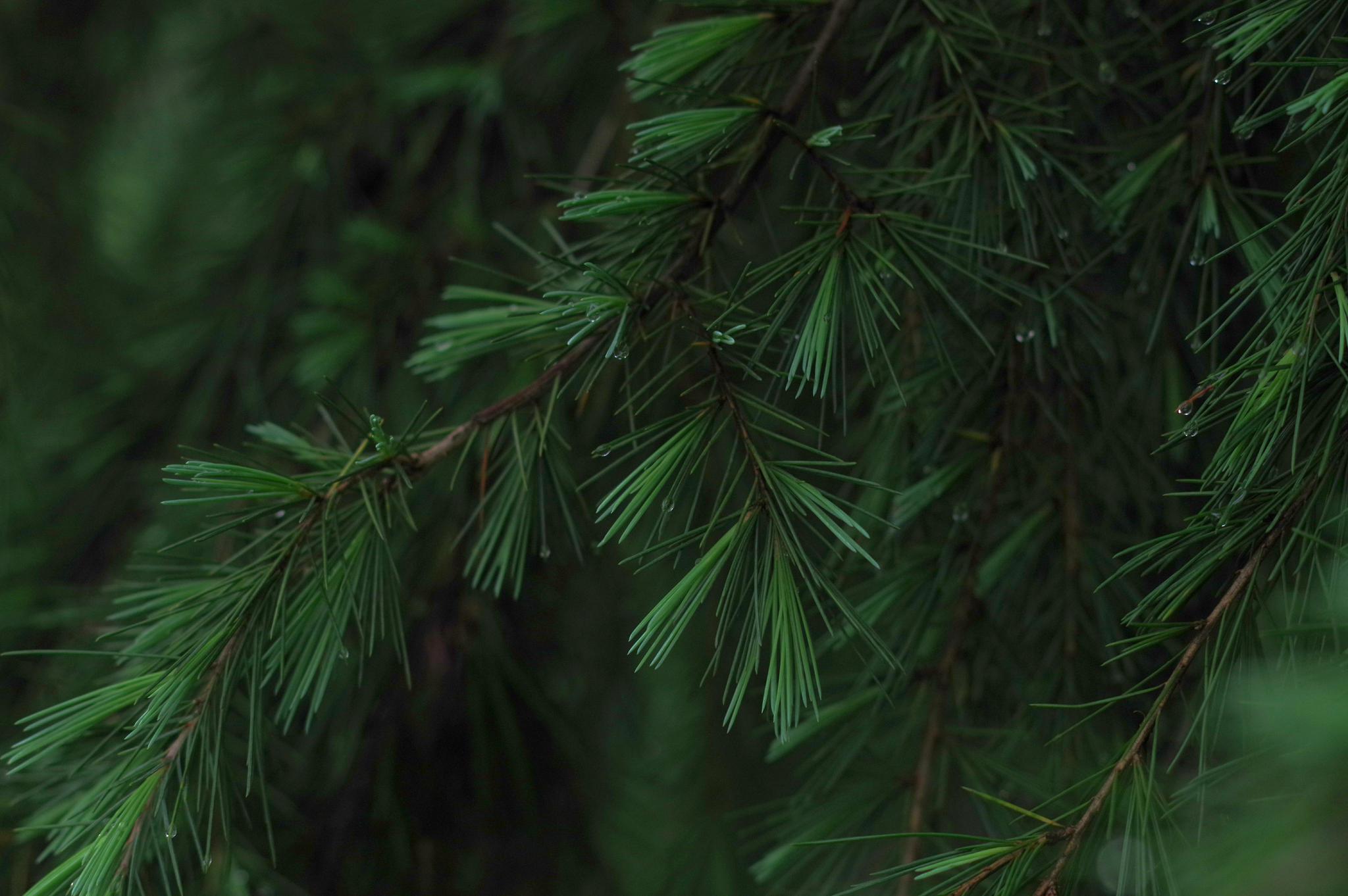 用宾得kp拍了一组护眼壁纸无水印原图放送