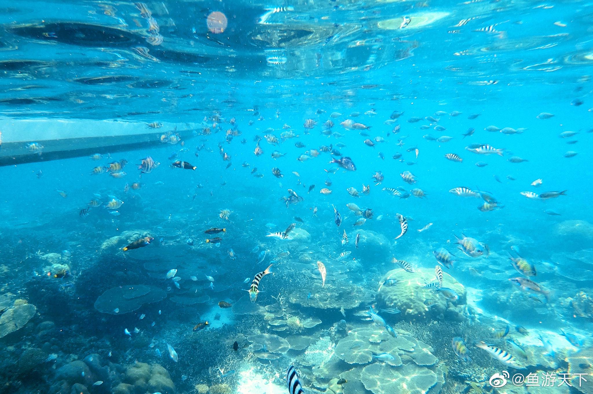 人生第一次浮潜献给了美人鱼岛|浮潜|美人鱼岛|古打毛律_新浪新闻