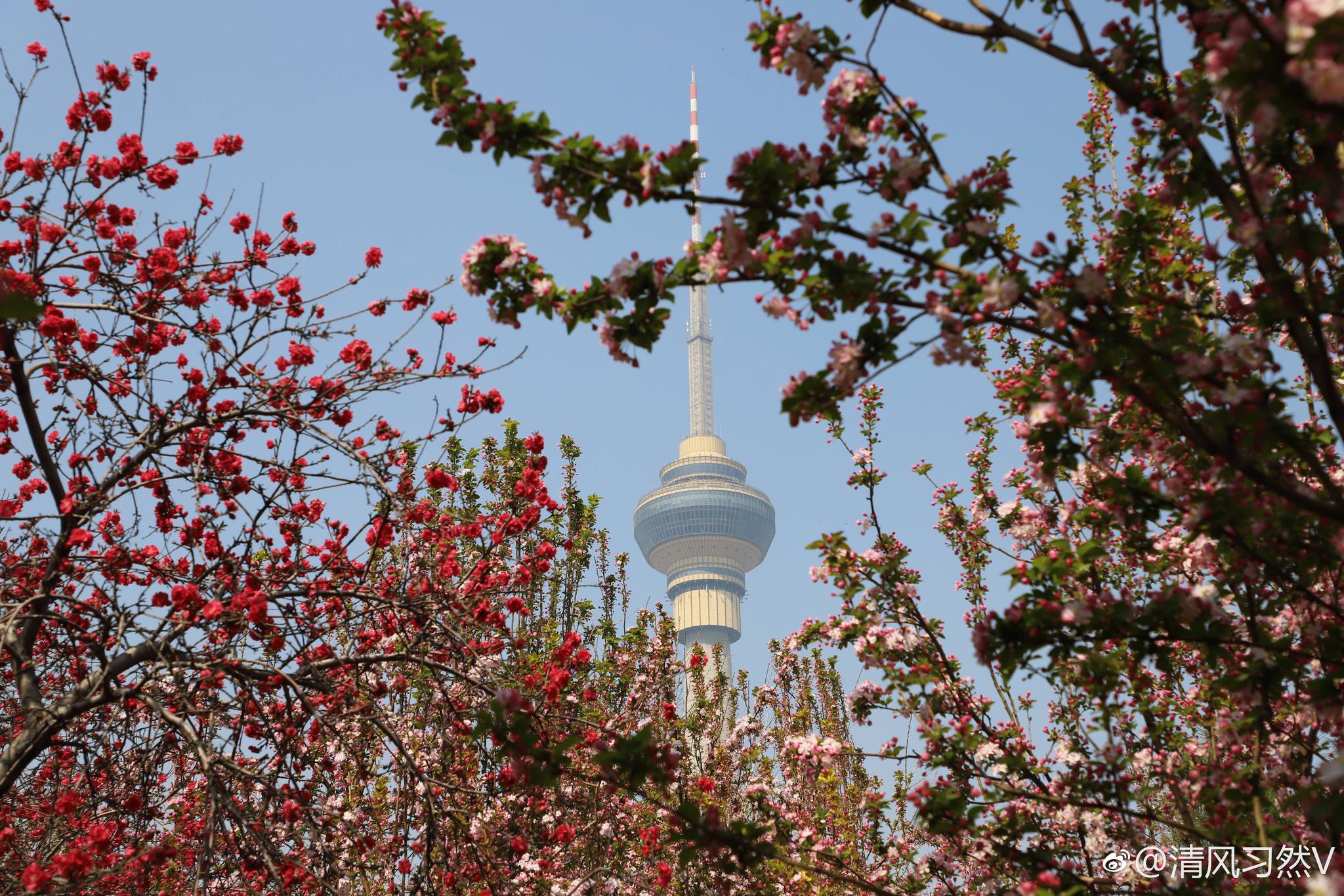 北京玉渊潭樱花节连鸳鸯都不错过的美景清风习然v