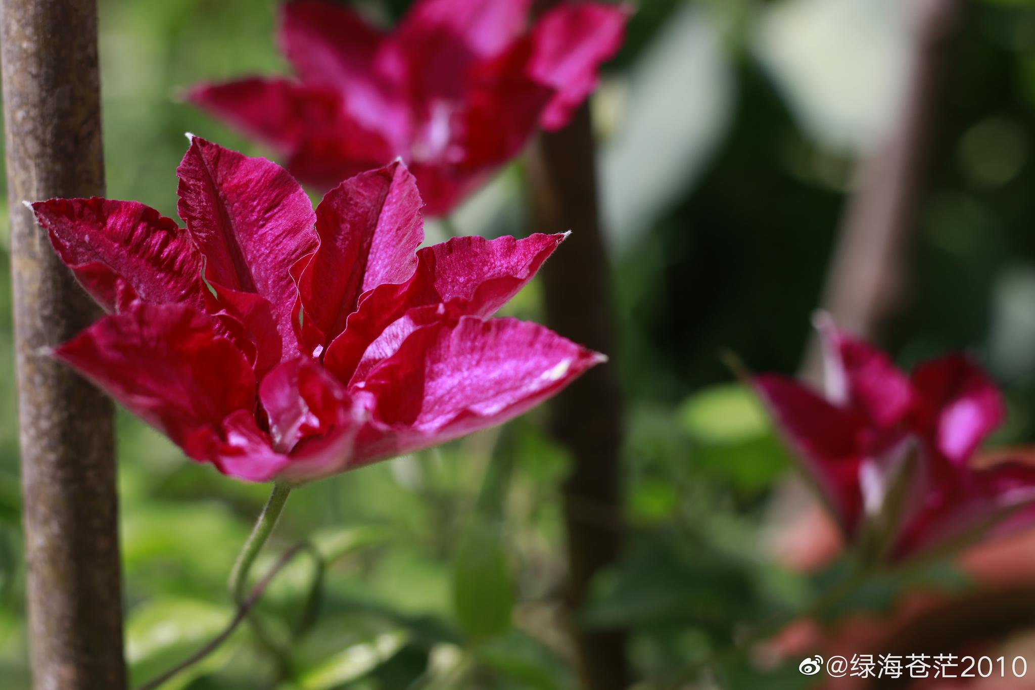 去年入了两个铁线莲波罗尼亚和斯考特将军开了波罗尼亚