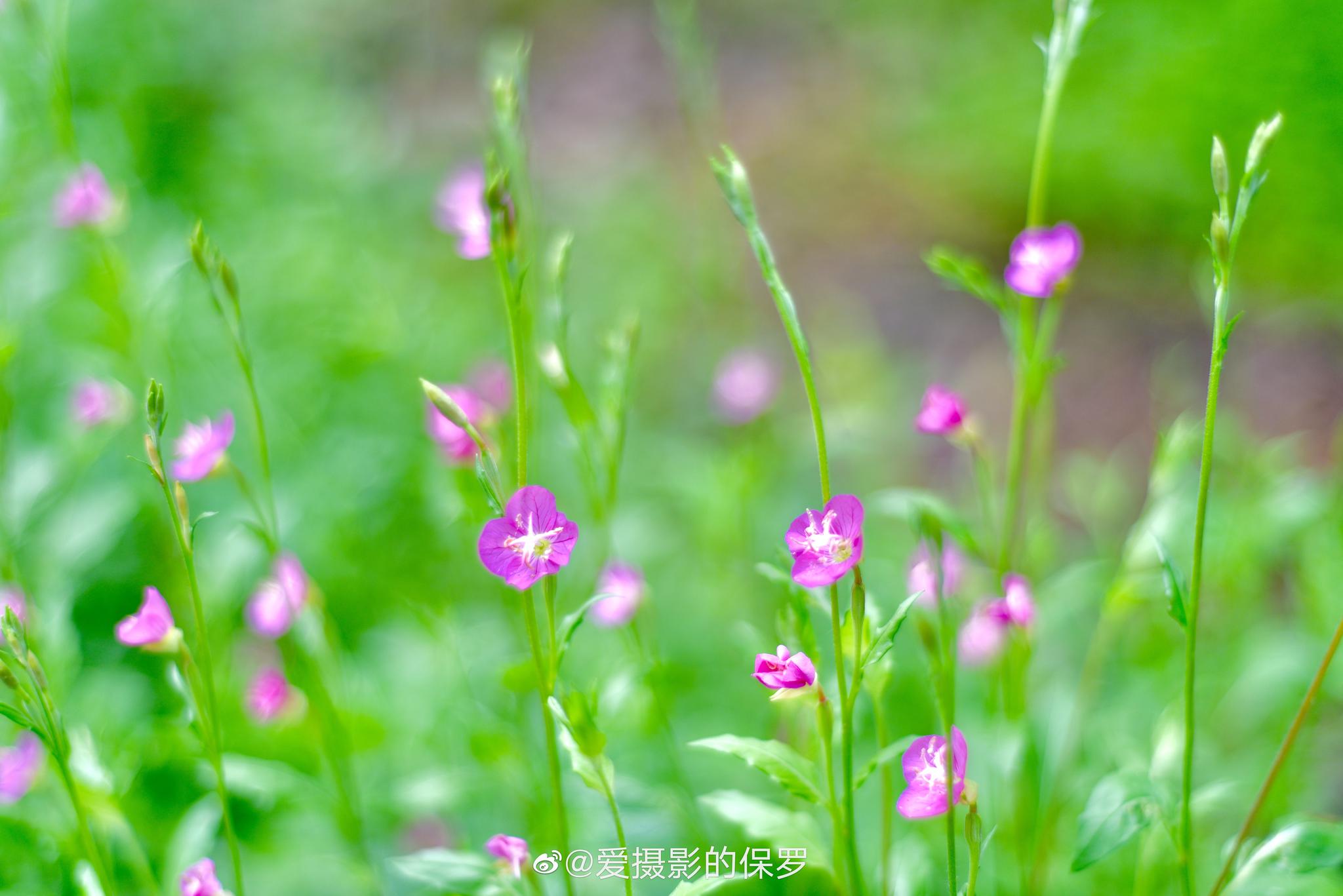 美丽月见草也叫粉花月见草待宵花