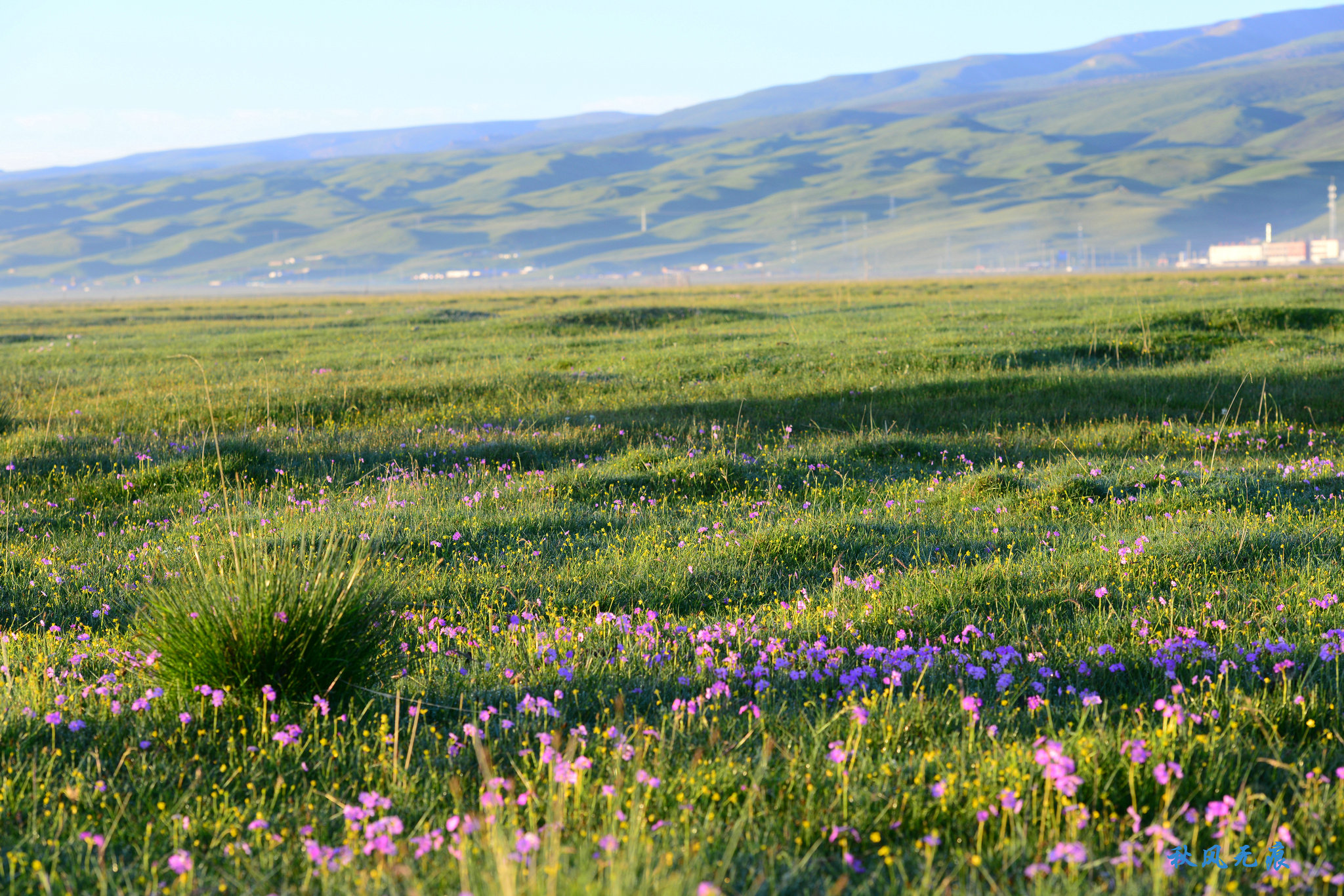 花海,雪峰,清流,丹霞讲述七月青海最美故事