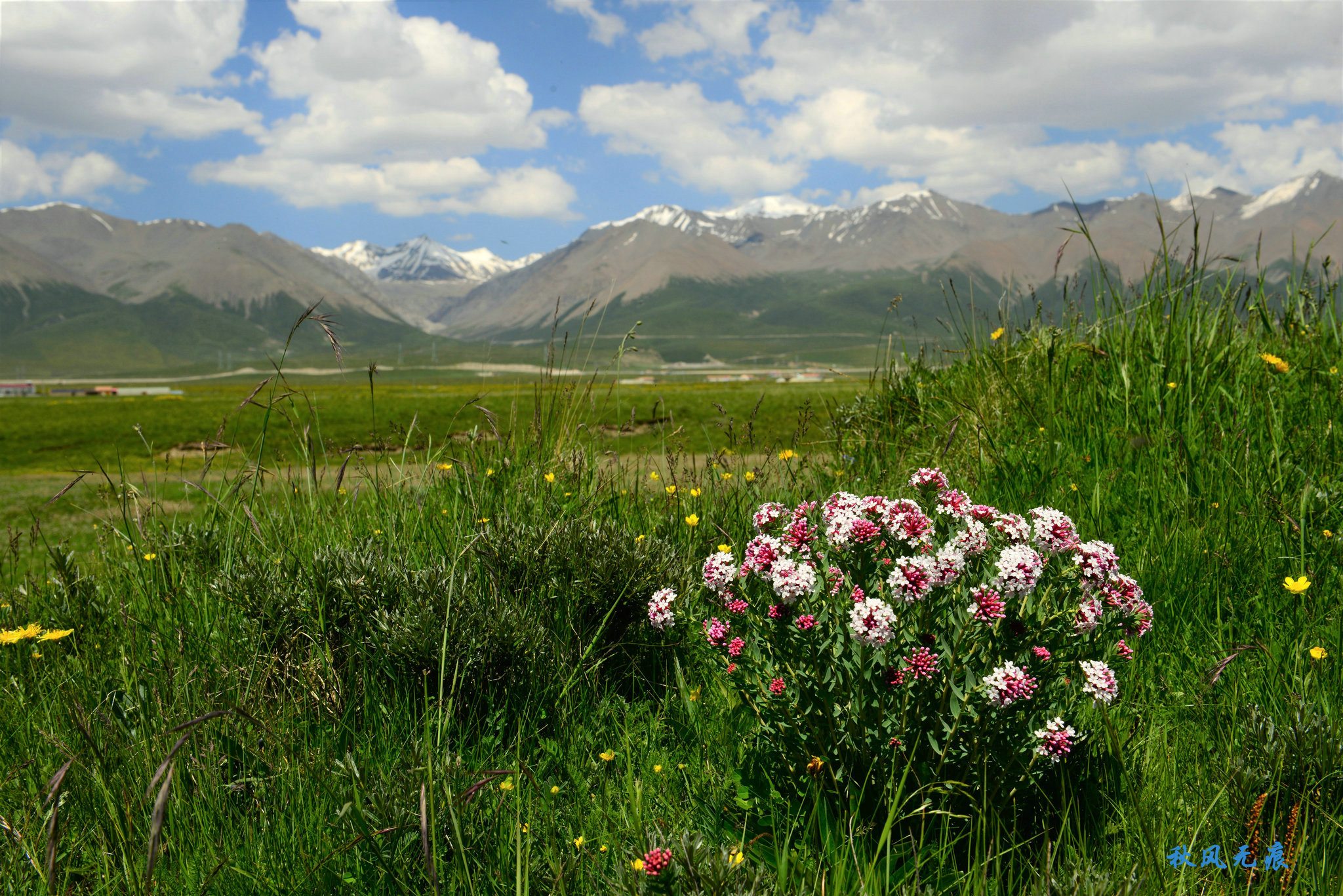 花海,雪峰,清流,丹霞讲述七月青海最美故事