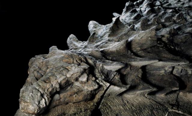 恐龙的肤色是如何确定的