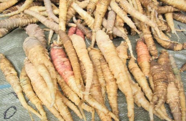 荠苨这种植物新嫩的枝叶也是可以食用的一种野菜,根据一些地区的农村