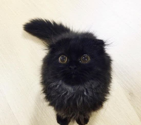 一定是特别的缘分,宠物店偶遇小黑猫,猫崽的举动让人动容!