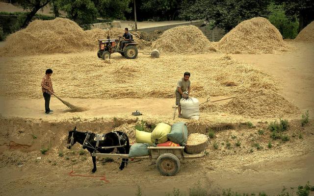 这样收麦子的场景保证你现在没有见过