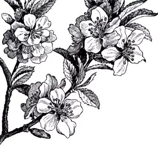 实惠|墙绘|黑白画_新浪新闻