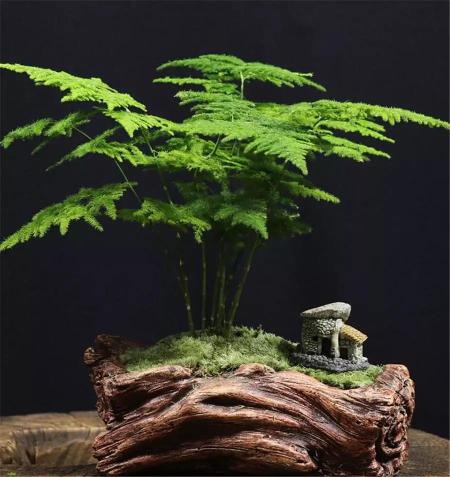 文竹叶片乱糟糟,修剪时做好这3点,新芽新枝错落有致,造型美观