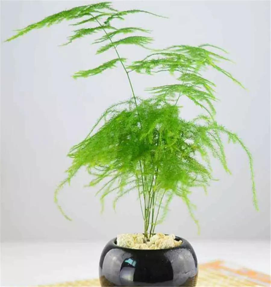 文竹叶片乱糟糟,修剪时做好这3点,新芽新枝错落有致,造型美观