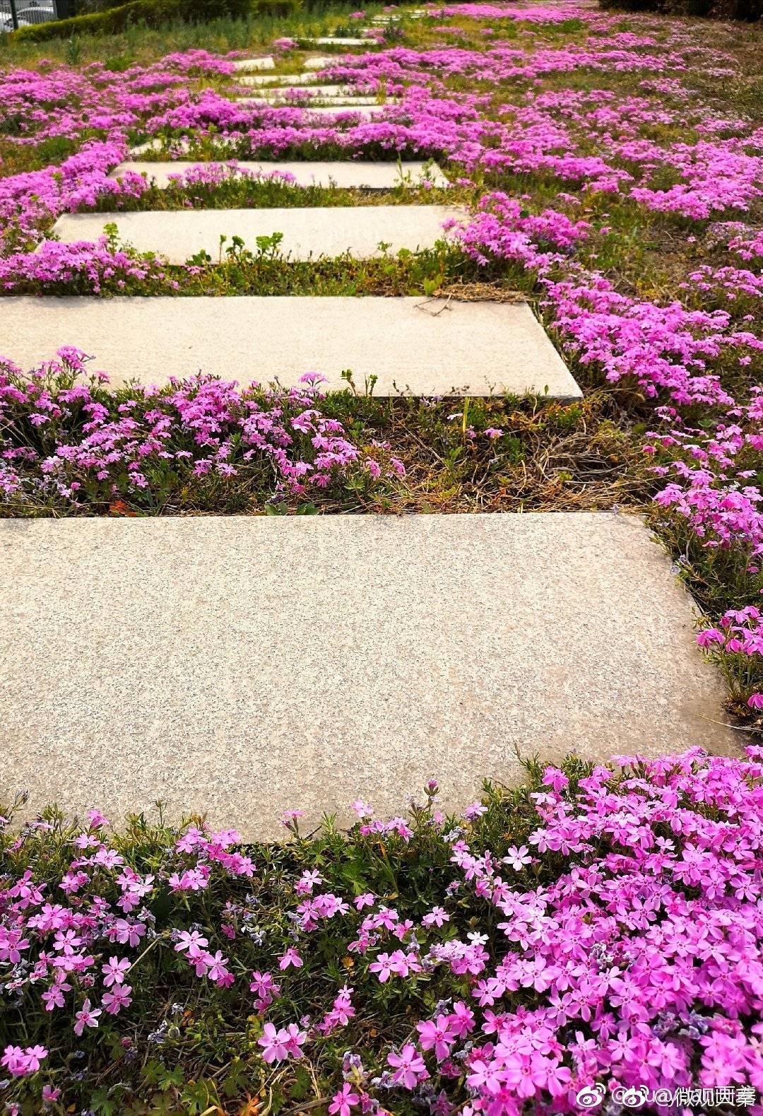 开满鲜花的小路 (@huayuan画鸢 拍摄于西安新寺遗址公园)