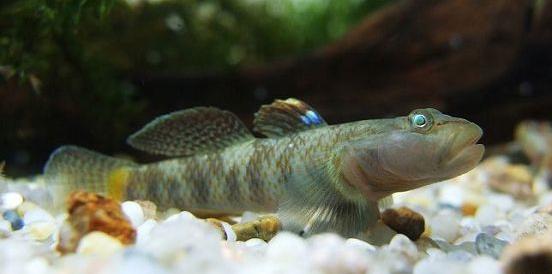 餐桌上的新宠,也是水族箱的新宠,鰕虎鱼!