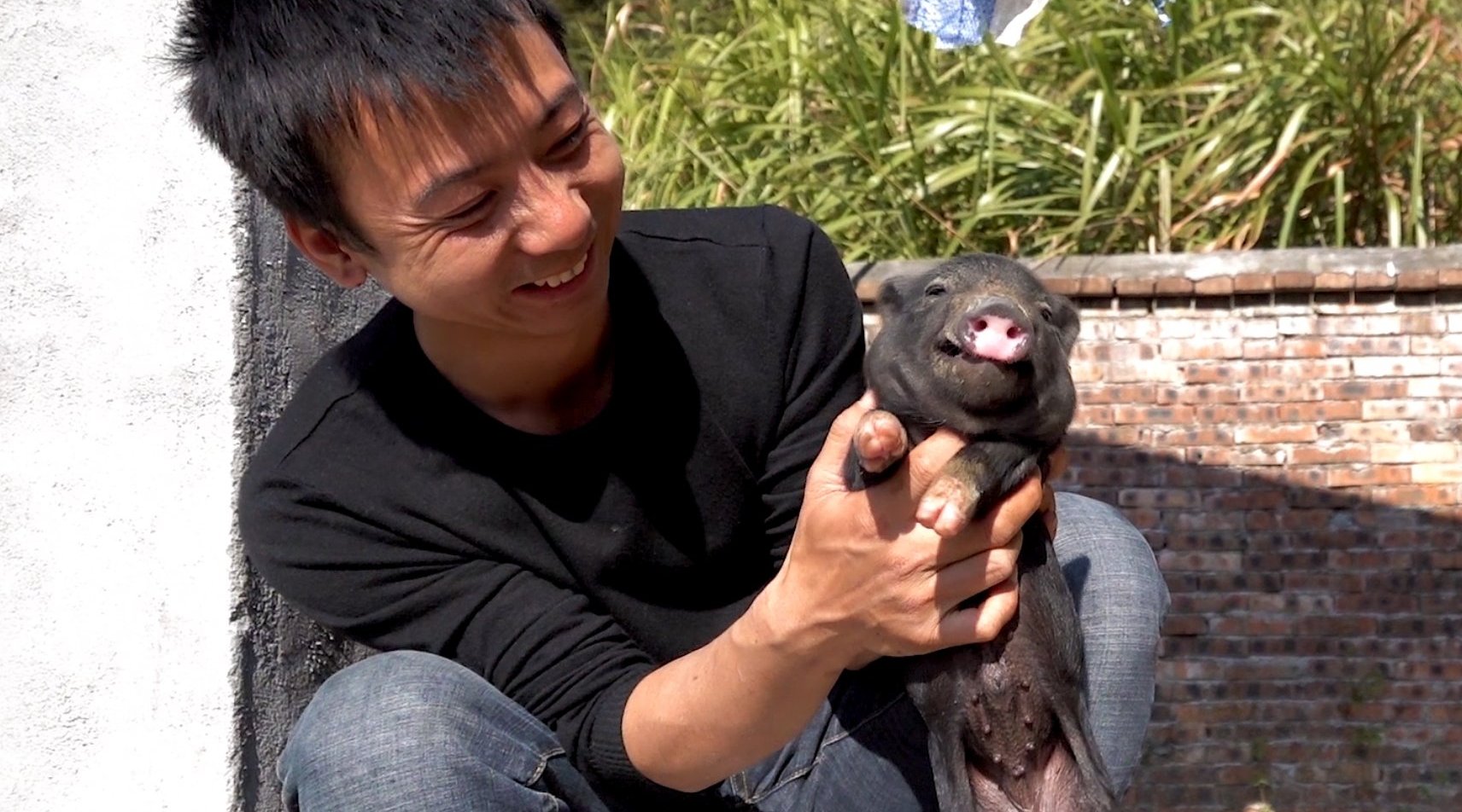 华农兄弟:喂点网友送的猪饲料给小猪吃,顺便捉只猪崽玩一下