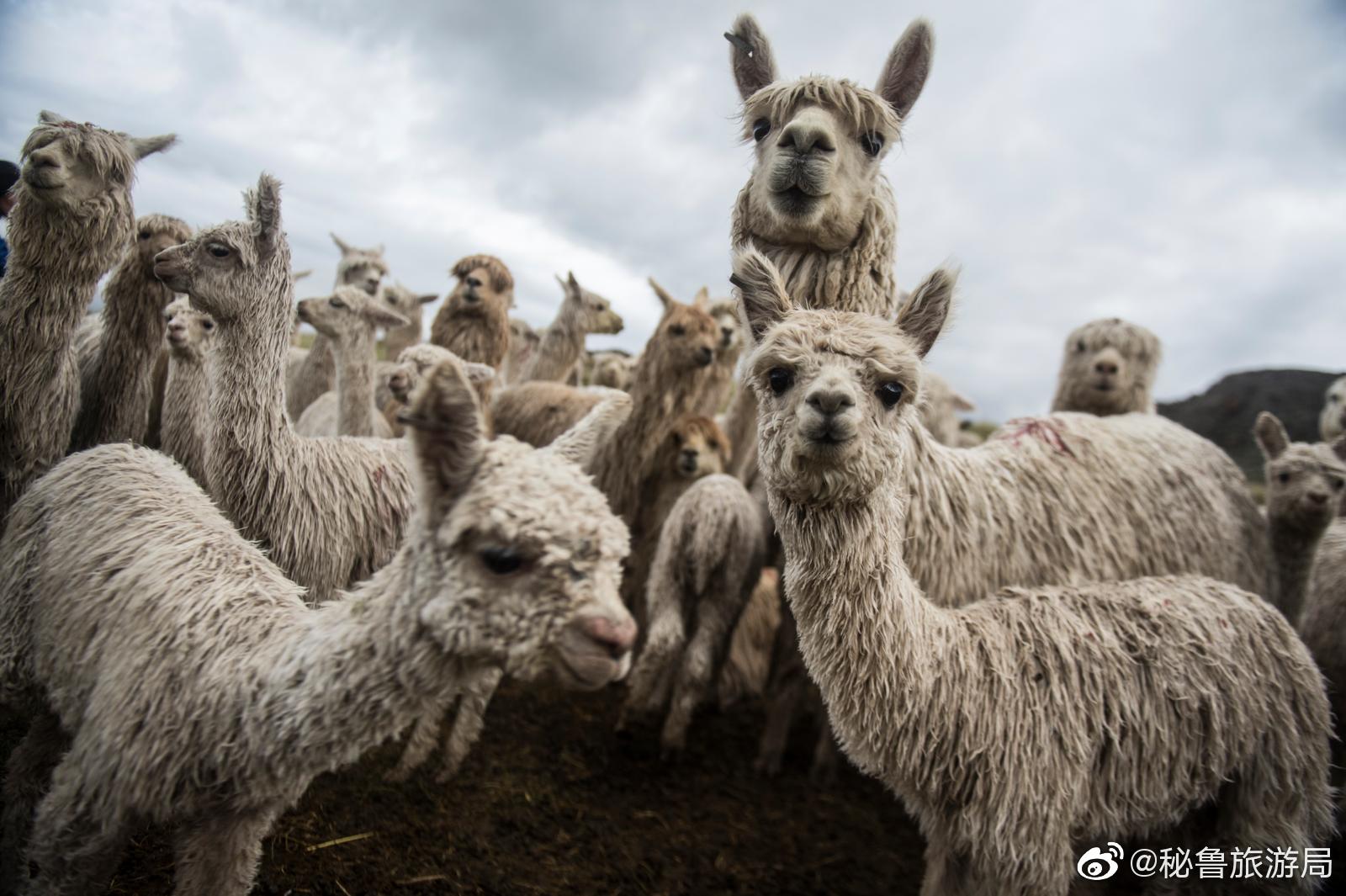 位于普诺大区的mallkini农场拥有3000多只霍加耶和苏利羊驼