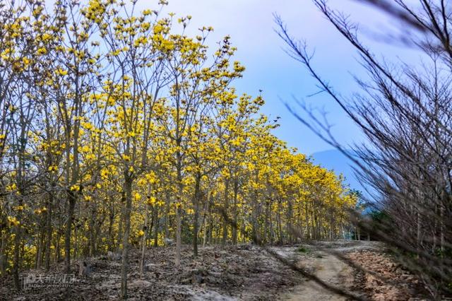 走进黄花风铃怒放揭西高田村