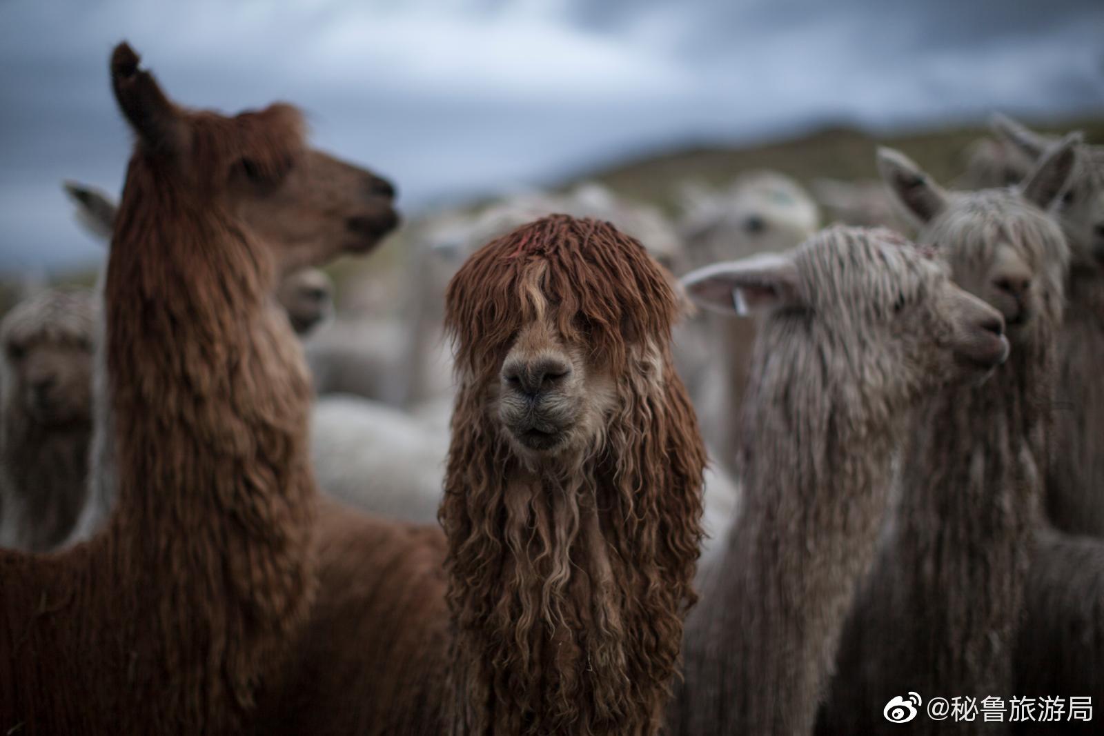 位于普诺大区的mallkini农场拥有3000多只霍加耶和苏利羊驼
