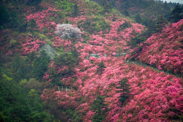 云雾缭绕云雾山,满山杜鹃映山红