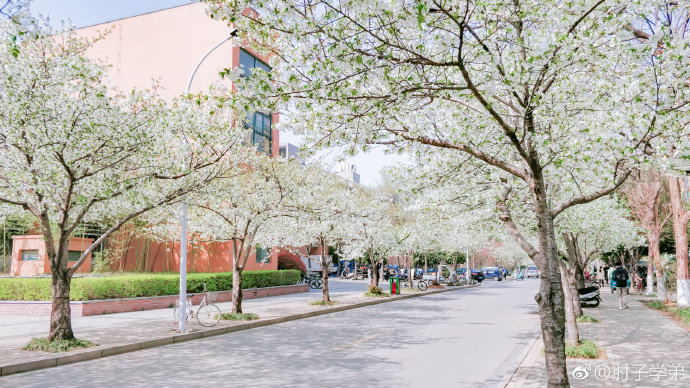 中国矿业大学樱花上线看看是不是不输武大呢