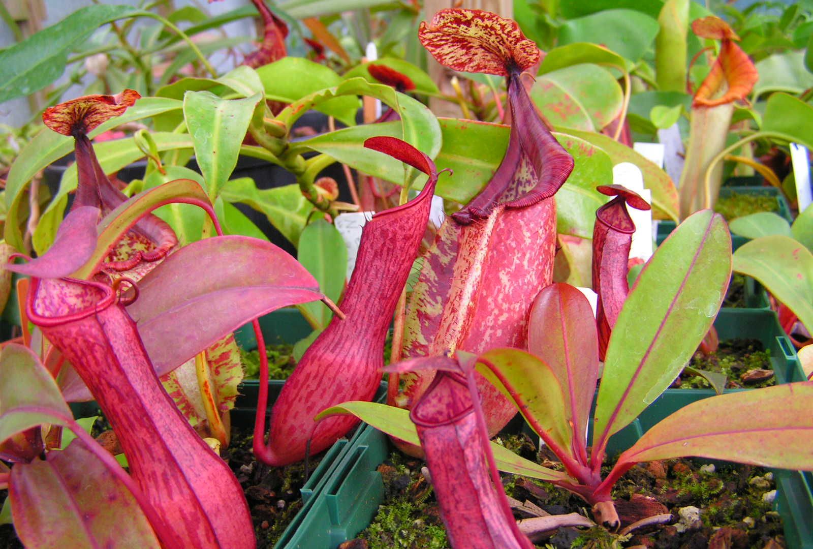 猪笼草|蚊虫|植物界_新浪新闻