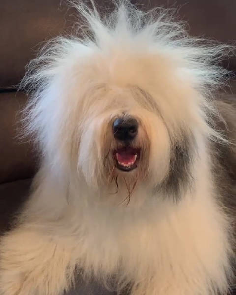 早上起床头发乱糟糟的你(ins:rocco_roni)