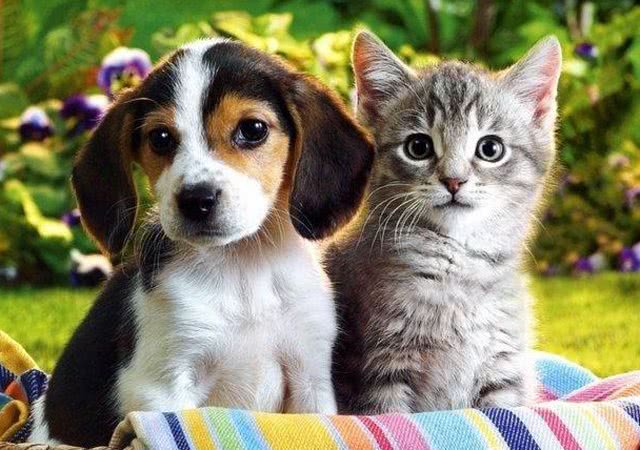 猫和狗在数百万年进化至今，它们谁更有能力最容易被我们肯定
