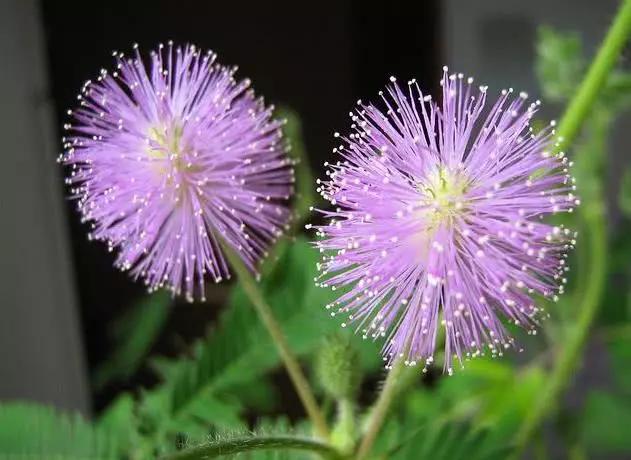 盘点世上最奇怪的植物,它是植物中的长寿者,能活1500年!