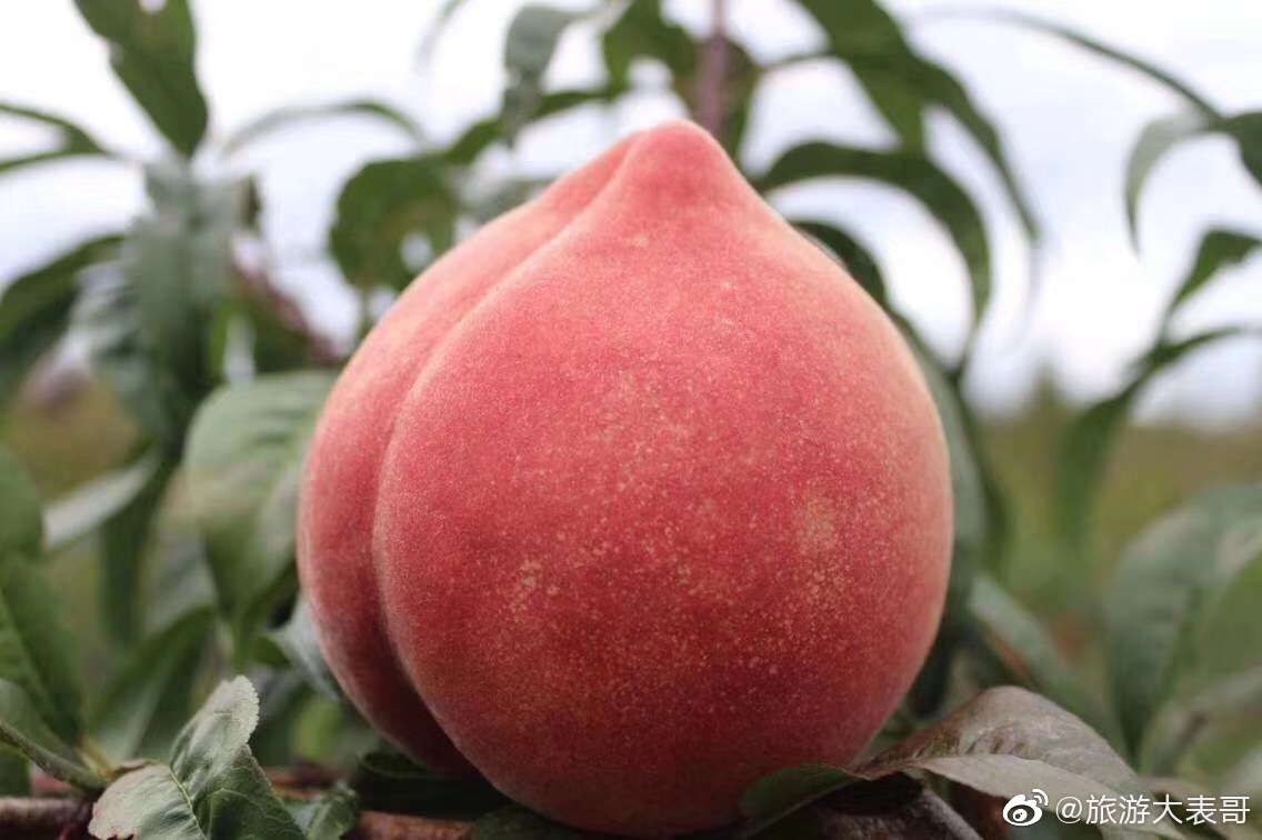 丽江这个桃子因为喝玉龙雪山的水长大