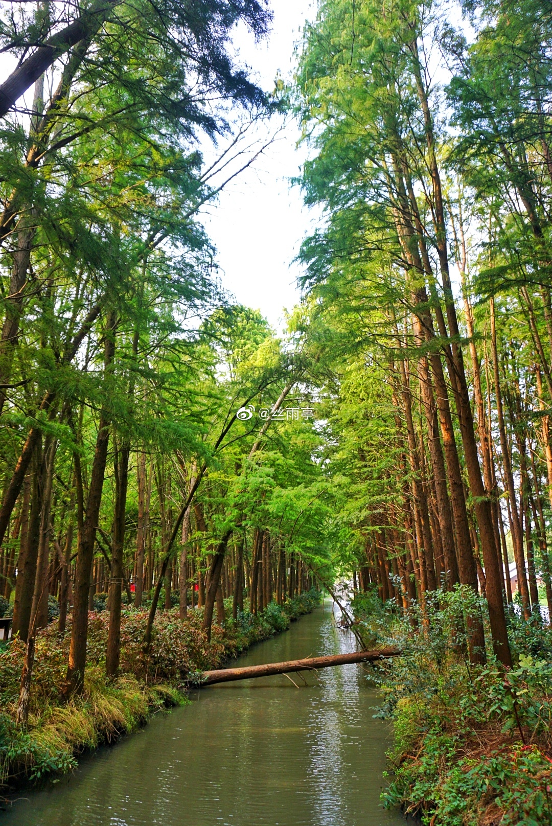 终于如愿来到兴化网红景点李中水上森林公园 满眼郁郁葱葱的水杉林