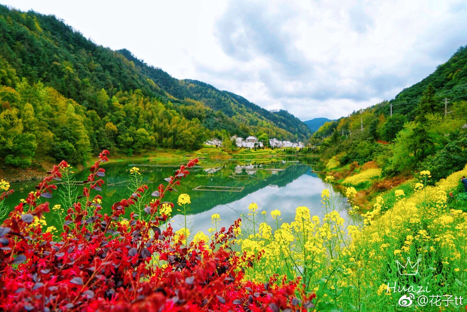 春天的新安江山水画廊,粉墙黛瓦,十里黄花映照着徽派民居