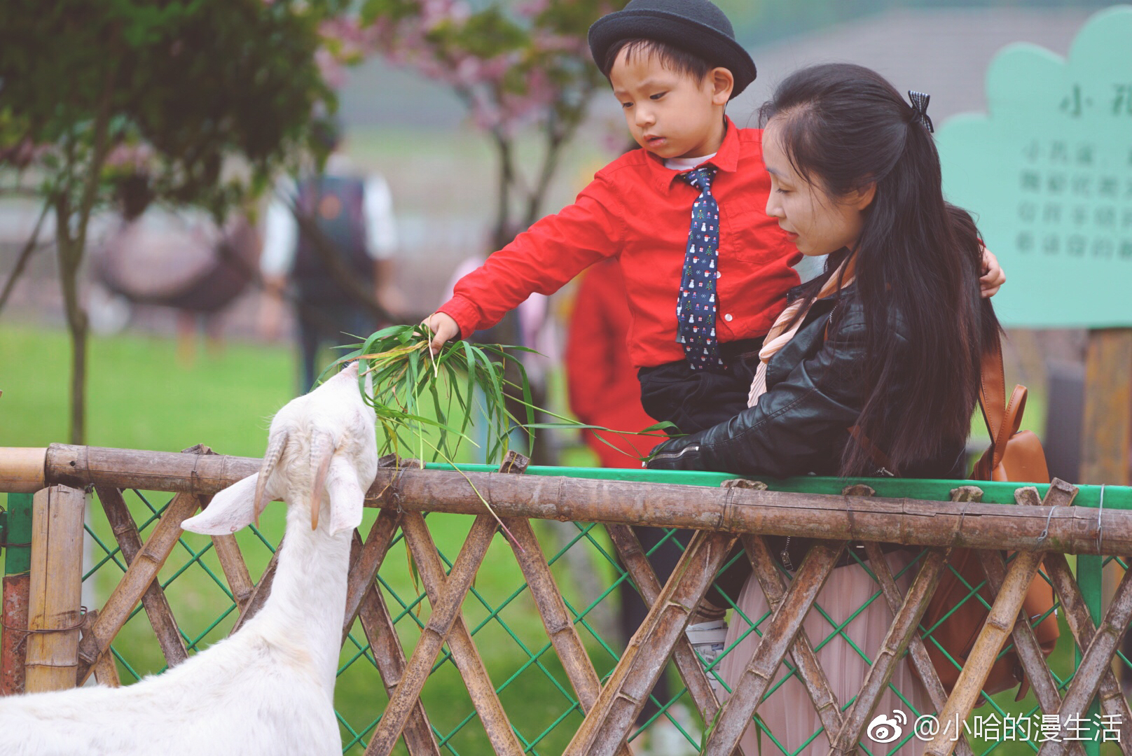 奔跑在乡间的田野自己摘菜喂了小动物动手做了小饼干