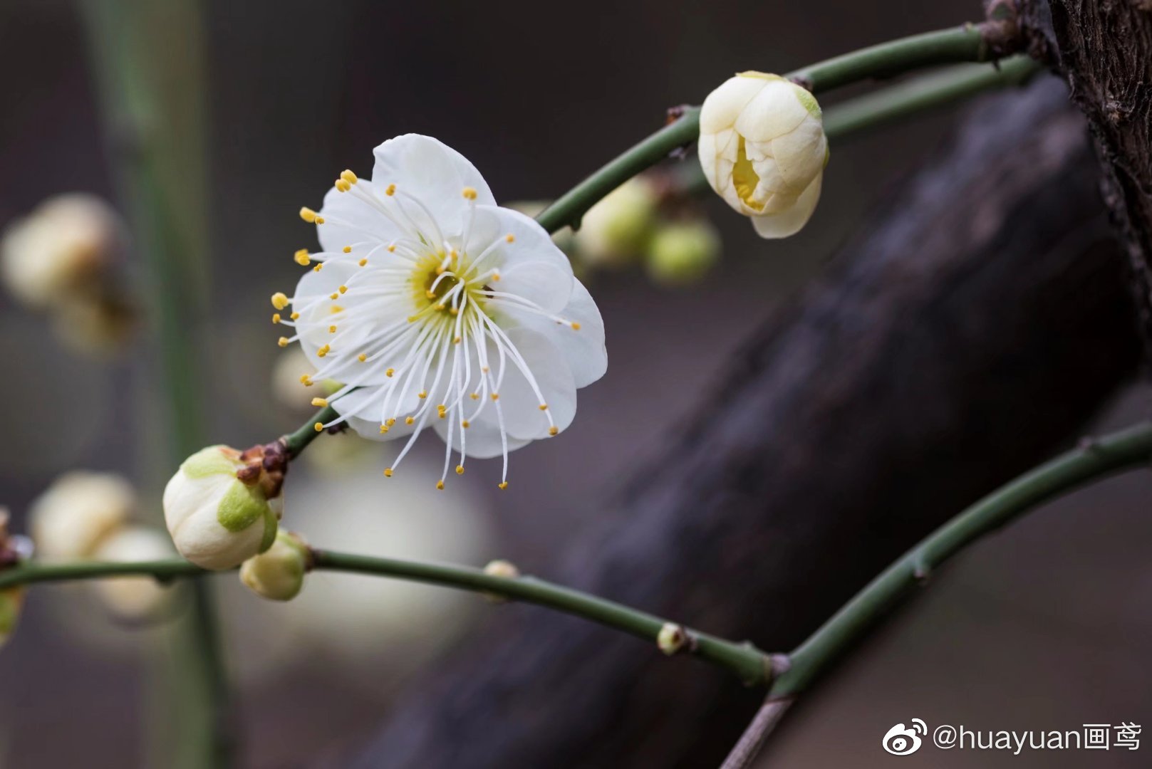 花解语—梅花|重瓣|赏梅|花萼_新浪新闻