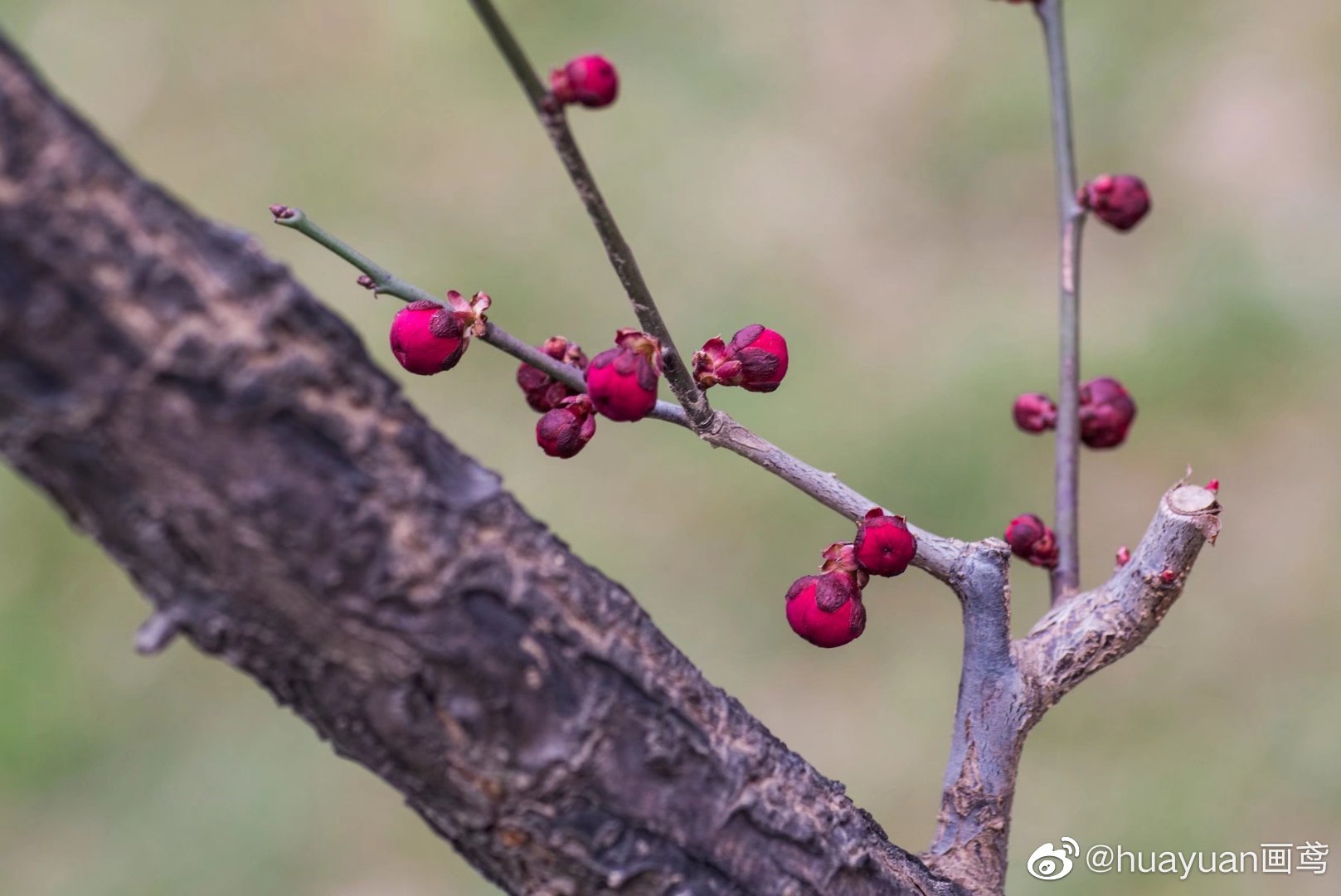 花解语—梅花|重瓣|赏梅|花萼_新浪新闻