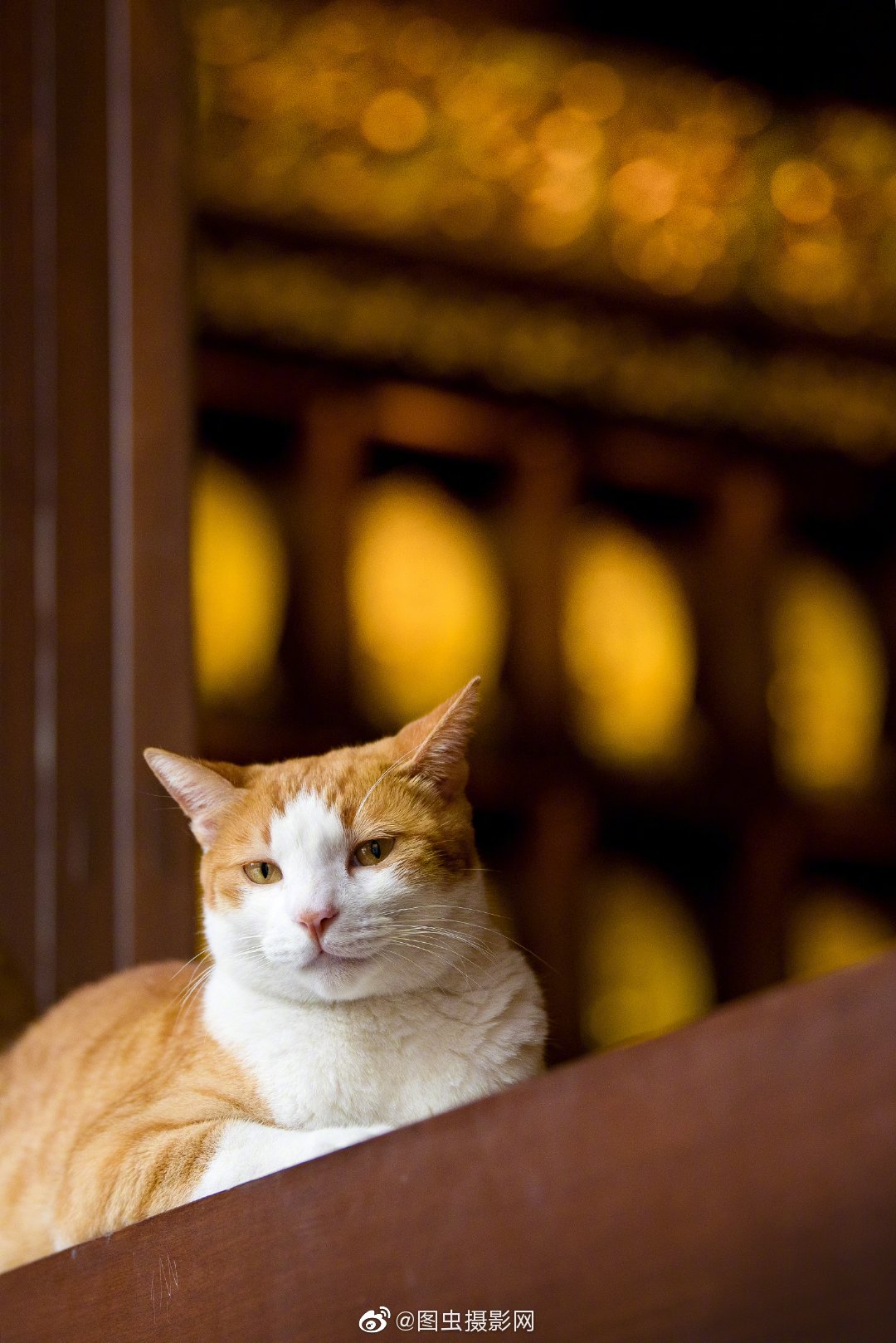 阿弥陀佛,本小猫咪是一只虔诚的一心向佛的小猫咪