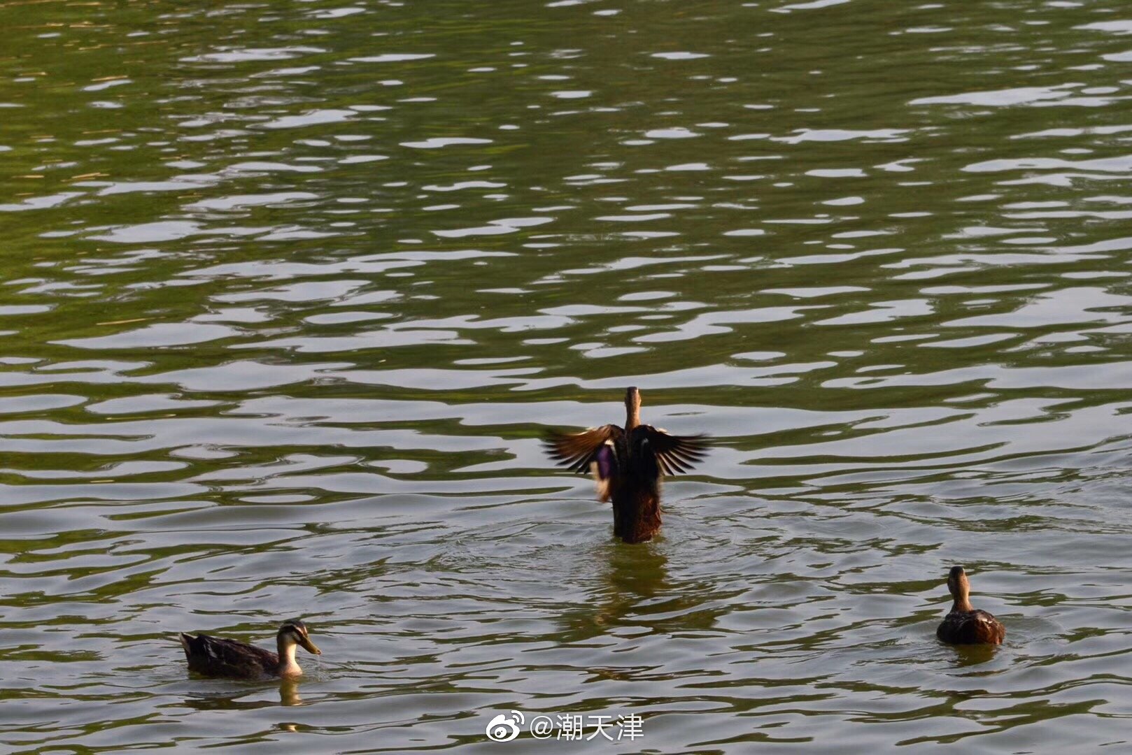 水上公园的莲花和野鸭(by王老师)