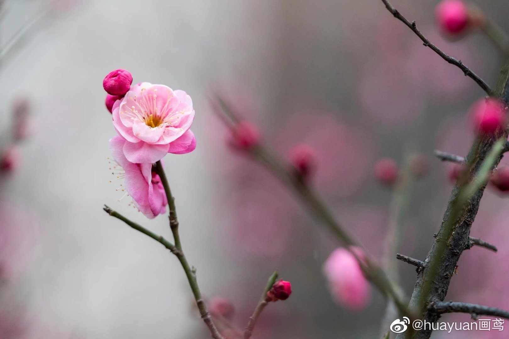 花解语—梅花|重瓣|赏梅|花萼_新浪新闻