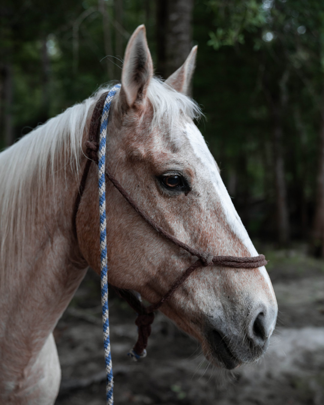 作为纯种赛马冠军的繁殖地和600多个马场的家园