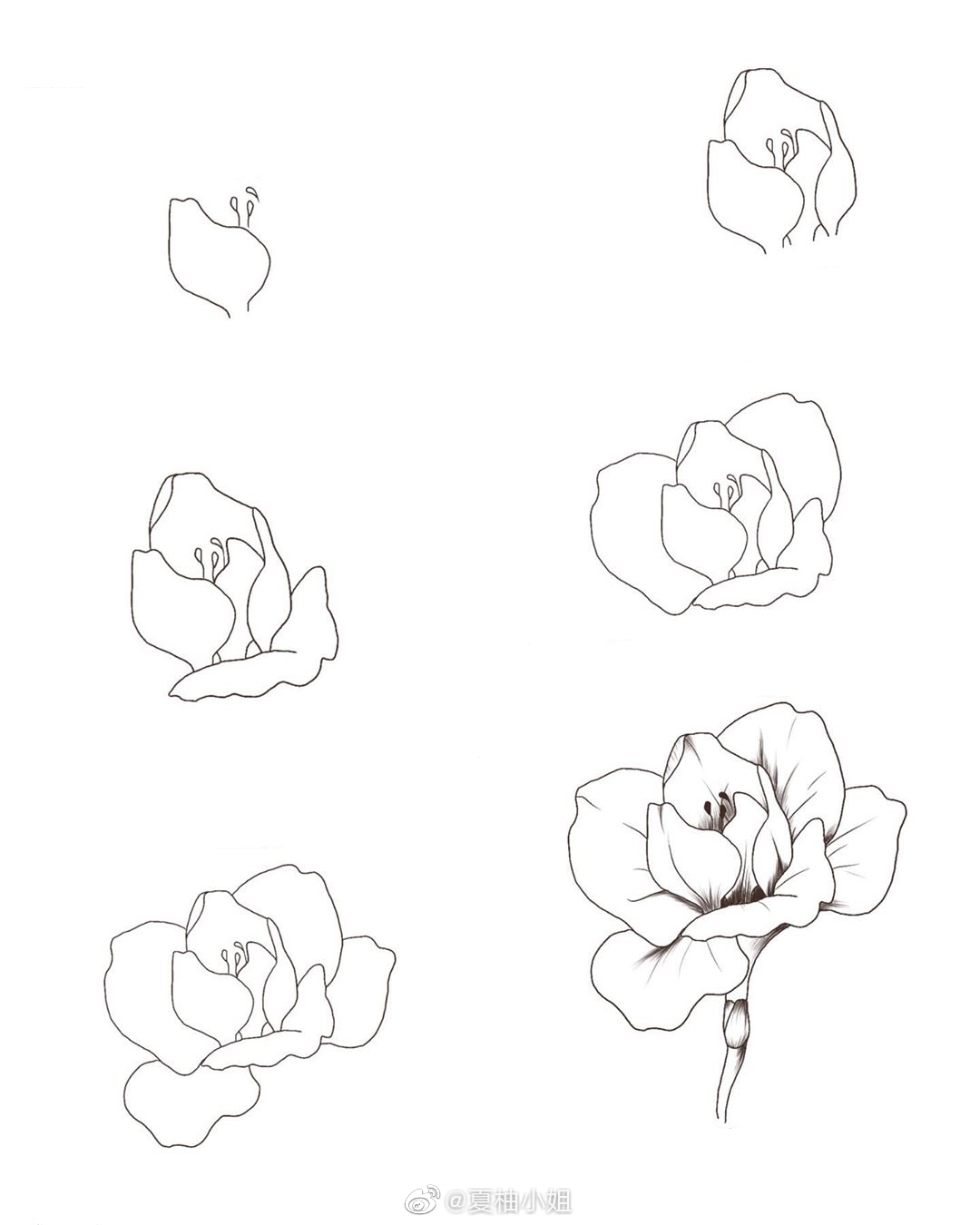 透叠画法花卉图片